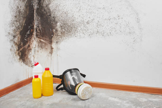 Best Toxic Mold Removal  in Homosassa Springs, FL