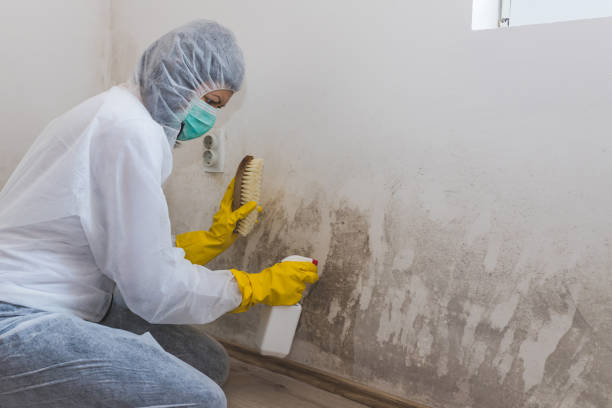 Best Commercial Mold Removal  in Homosassa Springs, FL