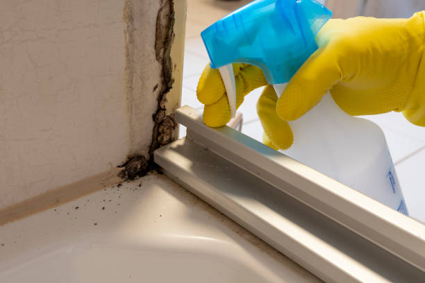 Best Mold Removal Near Me  in Homosassa Springs, FL