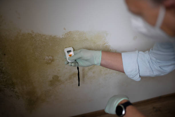 Best Attic Mold Removal  in Homosassa Springs, FL