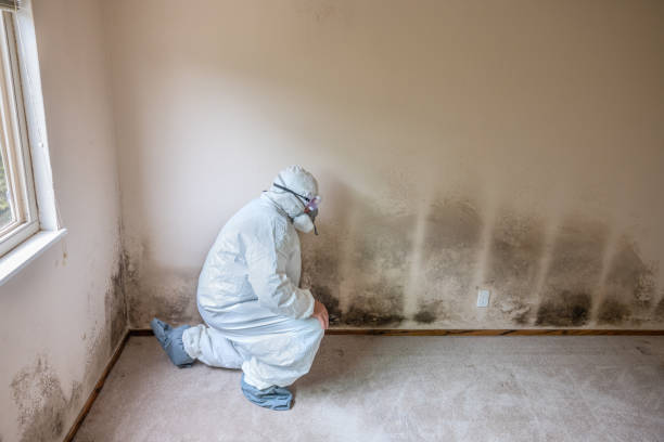 Best Black Mold Removal  in Homosassa Springs, FL